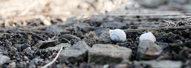 Pracownik Deratyzacji, Dezynfekcji i Dezynsekcji