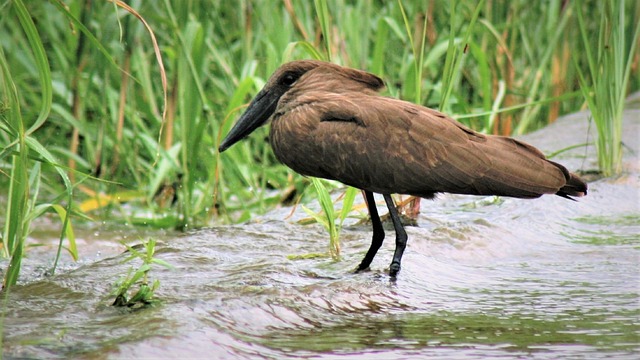 Jak sprawdzić czy czasopismo jest w bazie Scopus?