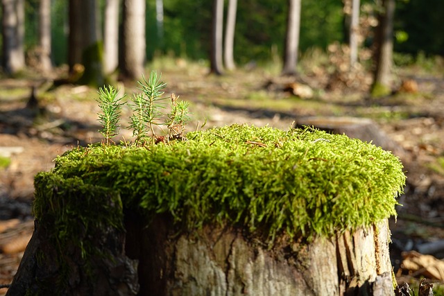 Jak zregenerować organizm po długotrwałym stresie?
