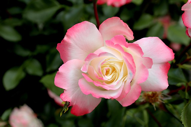 Ile kosztuje Podklejenie Retainera?